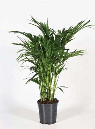 Howea forsteriana approx 220cm high. - Image courtesy of Pannebakker