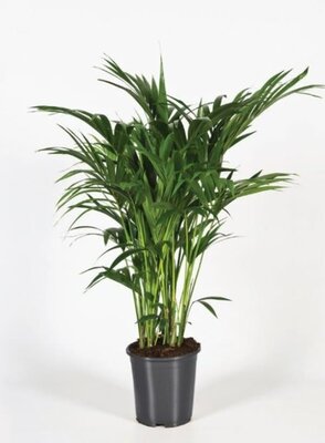 Howea forsteriana approx 220cm high. - Image courtesy of Pannebakker