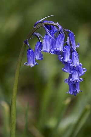 Hyacinthoides Non=Scripta  Blue - Image by MichaelMaggs (CC BY-SA 3.0)