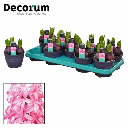 Hyacinthus “Pink Pearl”