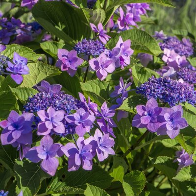 Hydrangea 'Anthony Bullivant' - Image by arielphoto from Pixabay 