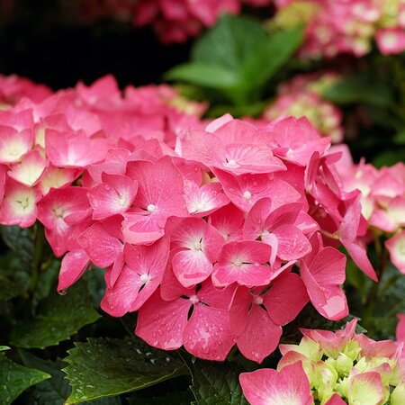 Hydrangea 'Amor' - Image by 1195798 from Pixabay