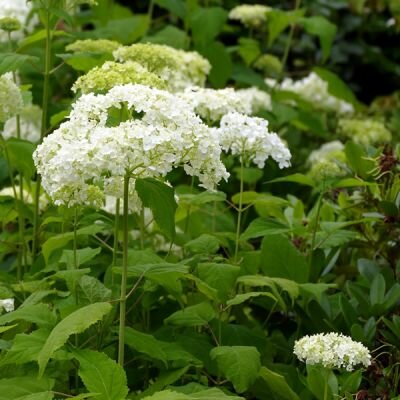 Hydrangea Annabelle -  Image by Fran Dekkers from Pixabay 