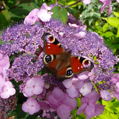 Hydrangea 'Anthony Bullivent' - Photo by Richard (AGC) taken July 2025