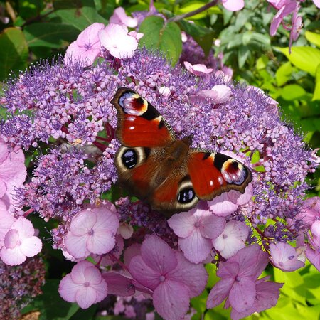 Hydrangea 'Anthony Bullivent' - Photo by Richard (AGC) taken July 2025