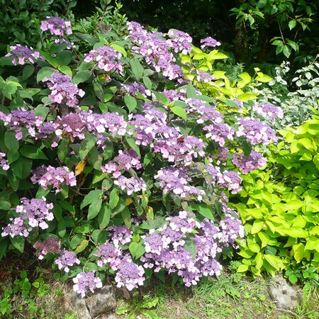 Hydrangea 'Anthony Bullivent' - Photo by Richard (AGC) taken July 2025