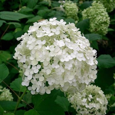Hydrangea 'Annabelle' (2.5L pot)