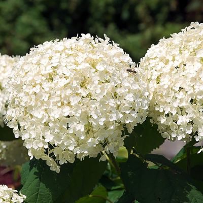 Hydrangea arbor. 'Annabelle' - Image by Hans Linde from Pixabay 
