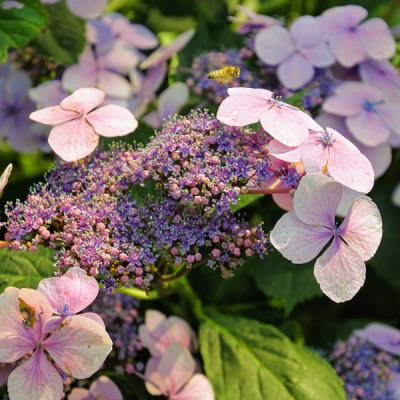 Hydrangea 'Anthony Bullivent' - Image by InstagramFOTOGRAFIN from Pixabay