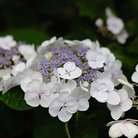 Hydrangea aspera 'Bellevue' - Image by congerdesign from Pixabay