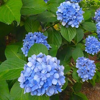 Hydrangea mac. 'Astra Blue' - Photo by KKPC（Kyu3）(CC BY-SA 3.0)