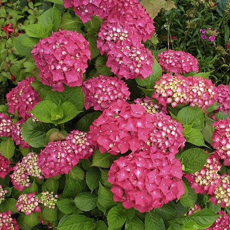 Hydrangea mac. 'Astra Pink' - Photo by Marc Ryckaert (CC BY-SA 2.5)