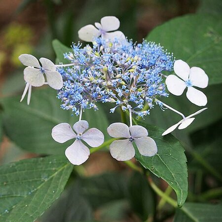 Hydrangea 'Bluebird' - Photo by Agnieszka Kwiecień, Nova (CC BY-SA 4.0)