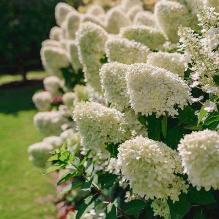 Hydrangea 'Bobo ®' - Photo by Marco Verch (CC BY-SA 2.0)