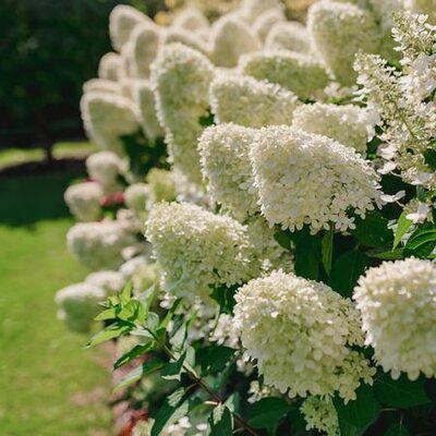 Hydrangea paniculata 'Bobo ®' (5L pot)