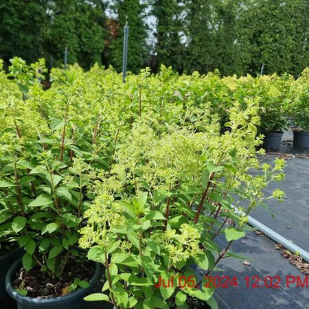 Hydrangea 'Bobo ®' - Image courtesy of Tully Nurseries