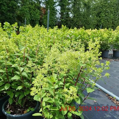 Hydrangea 'Bobo ®' - Image courtesy of Tully Nurseries