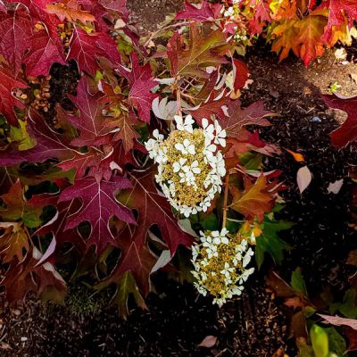 Hydrangea 'Burgundy' - Photo by CAJC: in the PNW (CC BY-SA 2.0)
