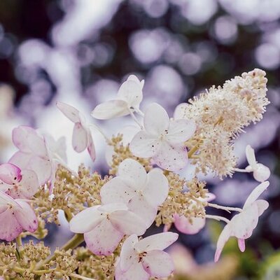 Hydrangea paniculata 'Confetti' (3L pot)