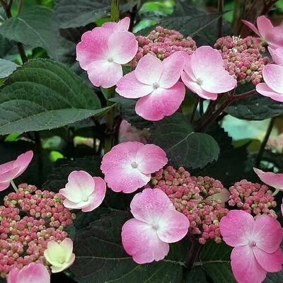 Hydrangea 'Dare Devil' - Public domain image under fair use