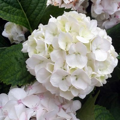 Hydrangea “Emile Mouillere” - Image by FenicotteriDigitali from Pixabay 