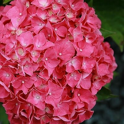 Hydrangea macrophylla 'Glowing Embers' - Photo by Photo by David J. Stang (CC BY-SA 4.0)