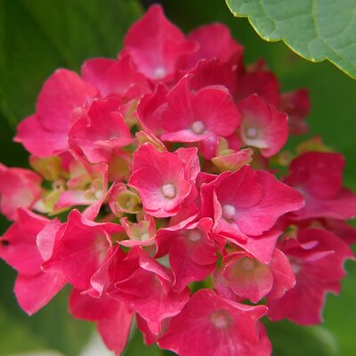 Hydrangea “Hot Red” - Image by Hanne Hasu from Pixabay 