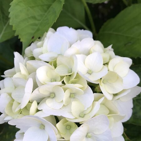 Hydrangea 'Ice Girl' - Image by Federica Pagnotta from Pixabay 