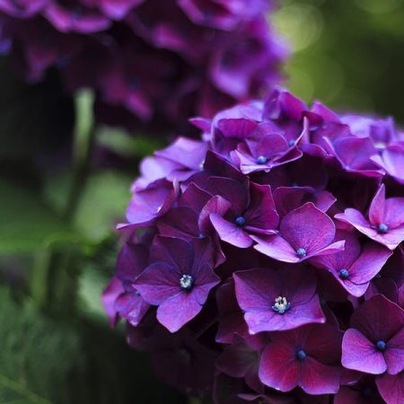 Hydrangea "Deep Purple Dance" - Image by Pexels from Pixabay