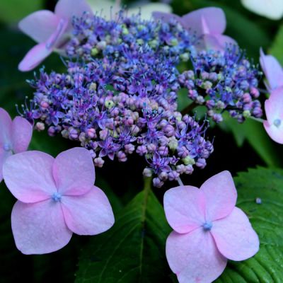Hydrangea "Nizza" - Image by Sonja Kalee from Pixabay
