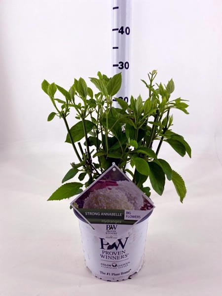 Hydrangea Incrediball - Image courtesy of Pannebakker