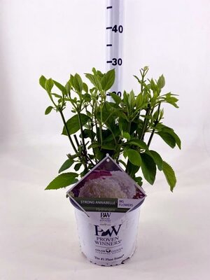 Hydrangea Incrediball - Image courtesy of Pannebakker