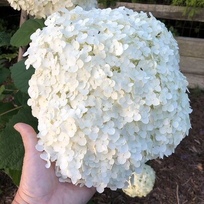 Hydrangea Incrediball - Photo by Michelle Dorsey Walfred (CC BY-SSA 2.0)