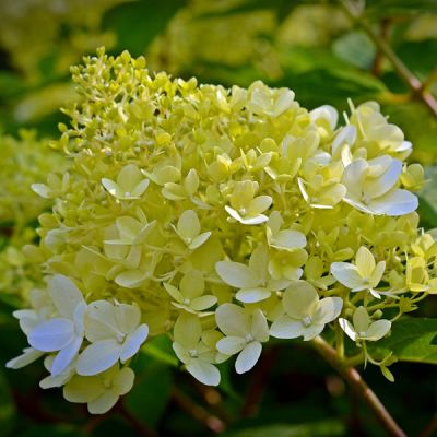 Hydrangea - Little Lime - Image by bernswaelz from Pixabay 