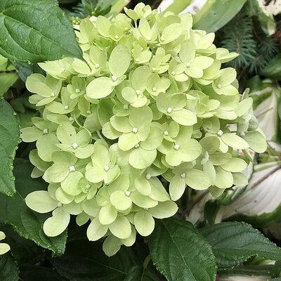Hydrangea little lime - Photo by Famartin (CC BY-SA 4.0)
