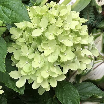 Hydrangea 'Little Lime' (3L pot)