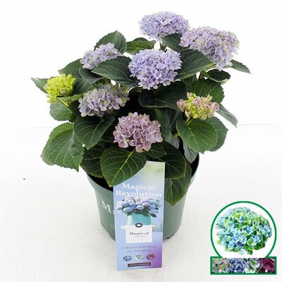 Hydrangea 'Magical Revolution'® blue - Image courtesy of Pannebakker
