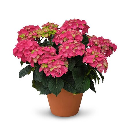 Hydrangea 'Ningbo Red' - Image courtesy of HOKO Breeding