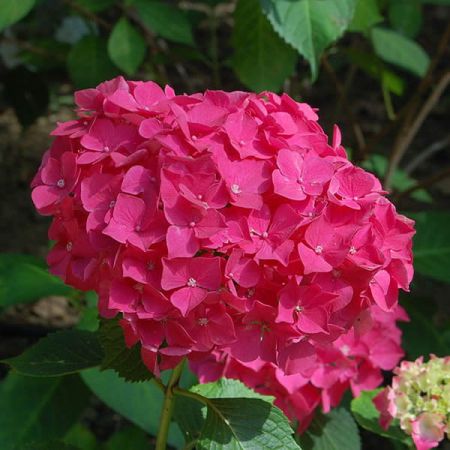 Hydrangea 'Red Baron' - Photo by Hectonichus (CC BY-SA 3.0)