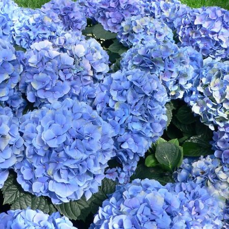 Hydrangea mac. 'Anda Blue' - Photo by Raul654 (CC BY-SA 3.0)