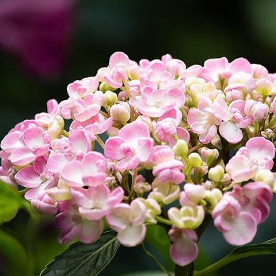 Hydrangea mac. "Ayesha" - Image by Sonja Kalee from Pixabay  
