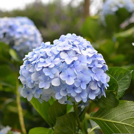 Hydrangea 'G. Vic.de Vibraye' - Image by Hồng Vũ from Pixabay