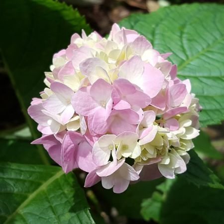 Hydrangea mac. "G. Vie.de Vibraye" - Image by Grace Shih from Pixabay 