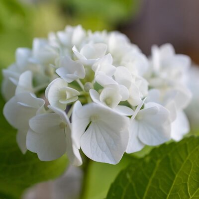 Hydrangea 'Bianco' - Image by Markus Koch from Pixabay 