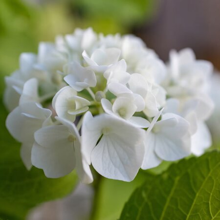 Hydrangea macrophylla 'Shakira' - Image by Markus Koch from Pixabay
