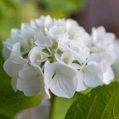 Hydrangea macrophylla 'Shakira' - Image by Markus Koch from Pixabay