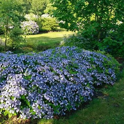 Hydrangea 'Magic Pillow' - Public image here under fair use