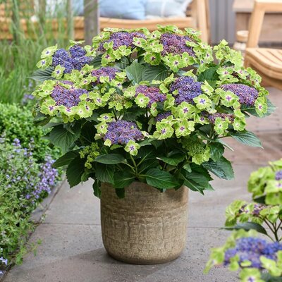Hydrangea mac. 'Magical Lacecap Edgy Green Blue' - Image courtesy of HOKO breeding