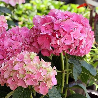 Hydrangea 'Masja' (3L pot)