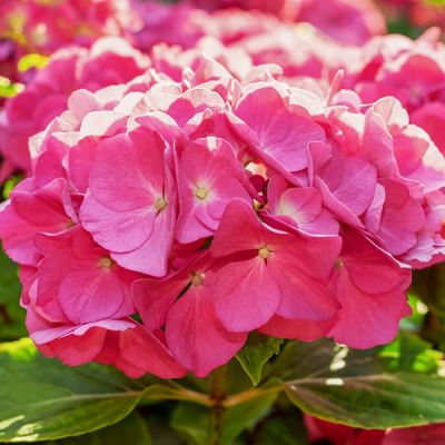 Hydrangea - Masja - Image by Couleur from Pixabay 